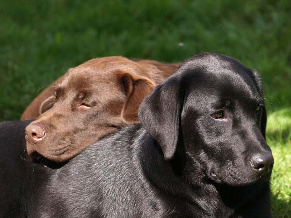 Unsere Hunde