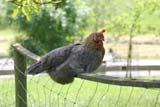 Huhn