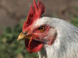 Huhn