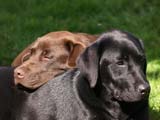 Unsere Hunde.jpg