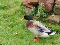 Ente